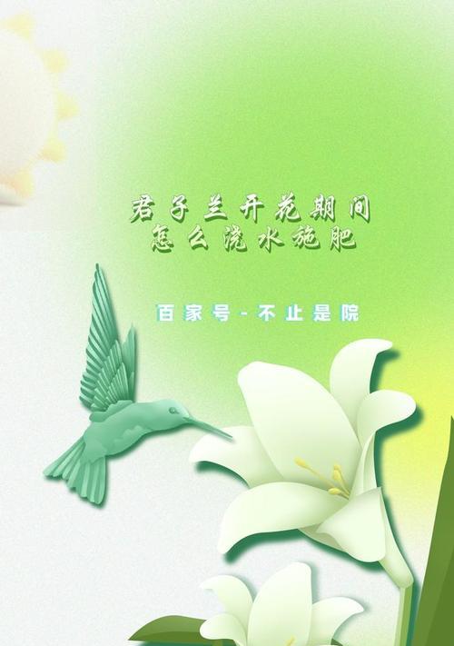 君子兰种植后多久可以进行浇水和施肥？