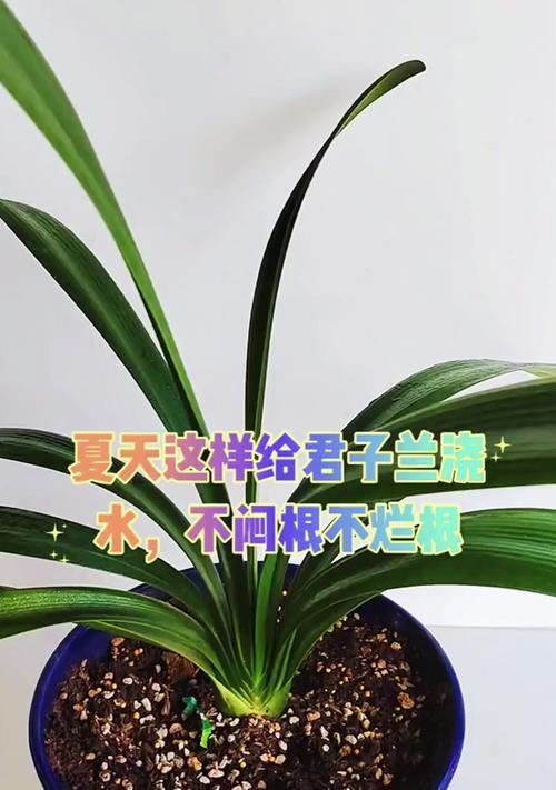 君子兰种植后多久可以进行浇水和施肥？