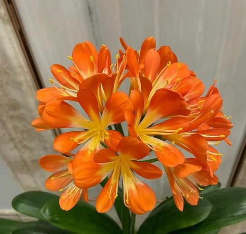 大花君子兰带花苞时的养护方法是什么？