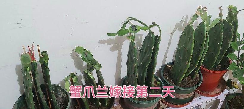 仙人掌扦插后的正确浇水方式？