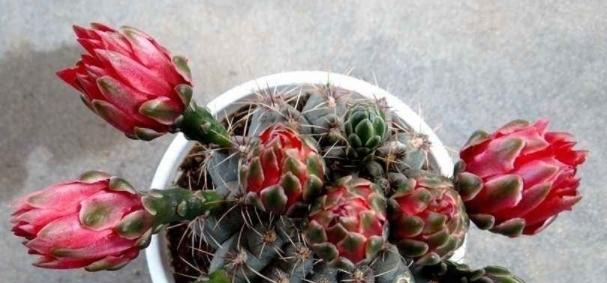 仙人球小燕子的存活技巧是什么？