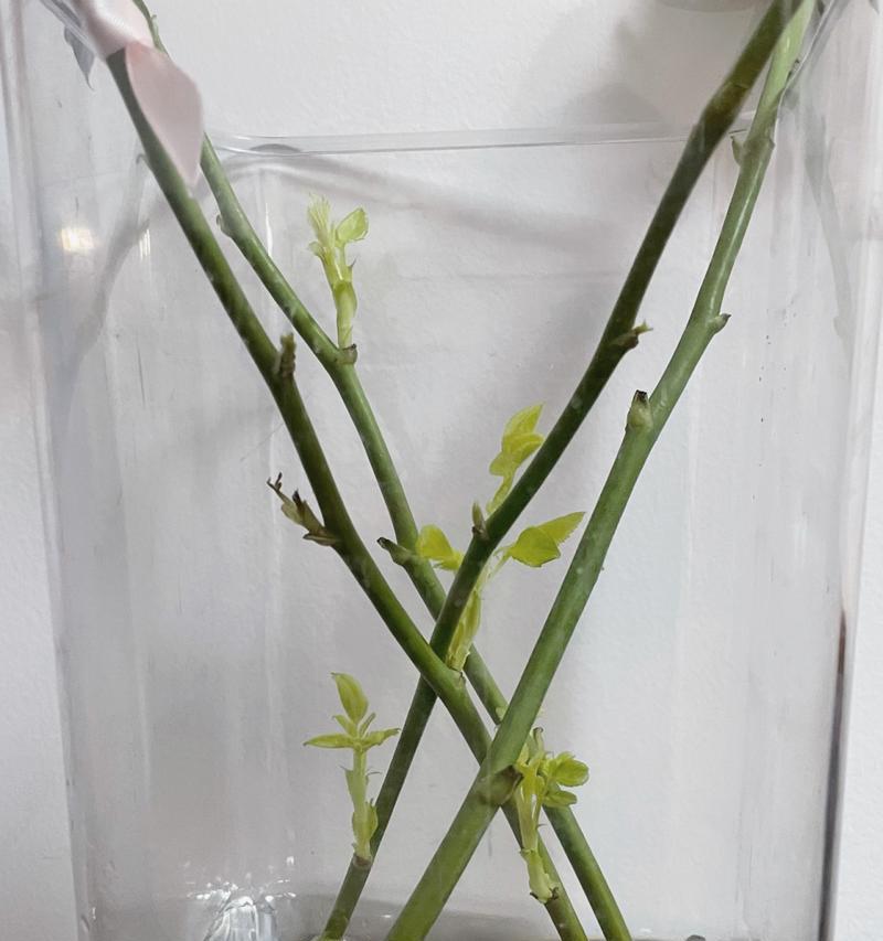 成品玫瑰花的养护方法是什么？