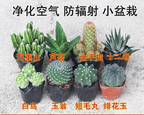 哪种仙人球植物最为珍贵？其特点是什么？