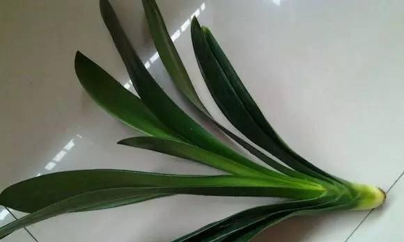 君子兰假鳞茎高是什么原因？