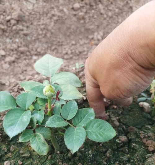 大棚种植玫瑰花的方法是什么？需要注意哪些问题？