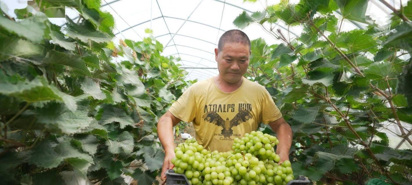 大棚种植玫瑰花的方法是什么？需要注意哪些问题？