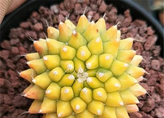玩家种植的仙人球品种有哪些？