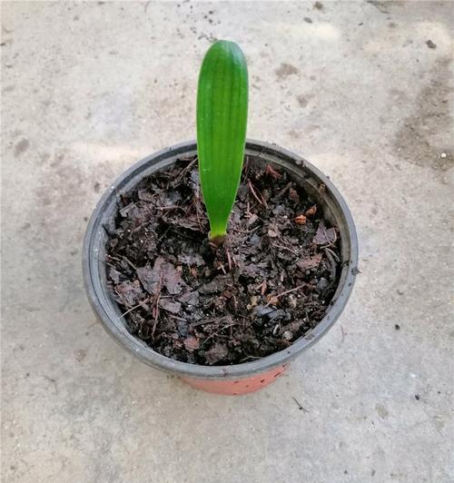 君子兰叶片栽种后多久能发芽？