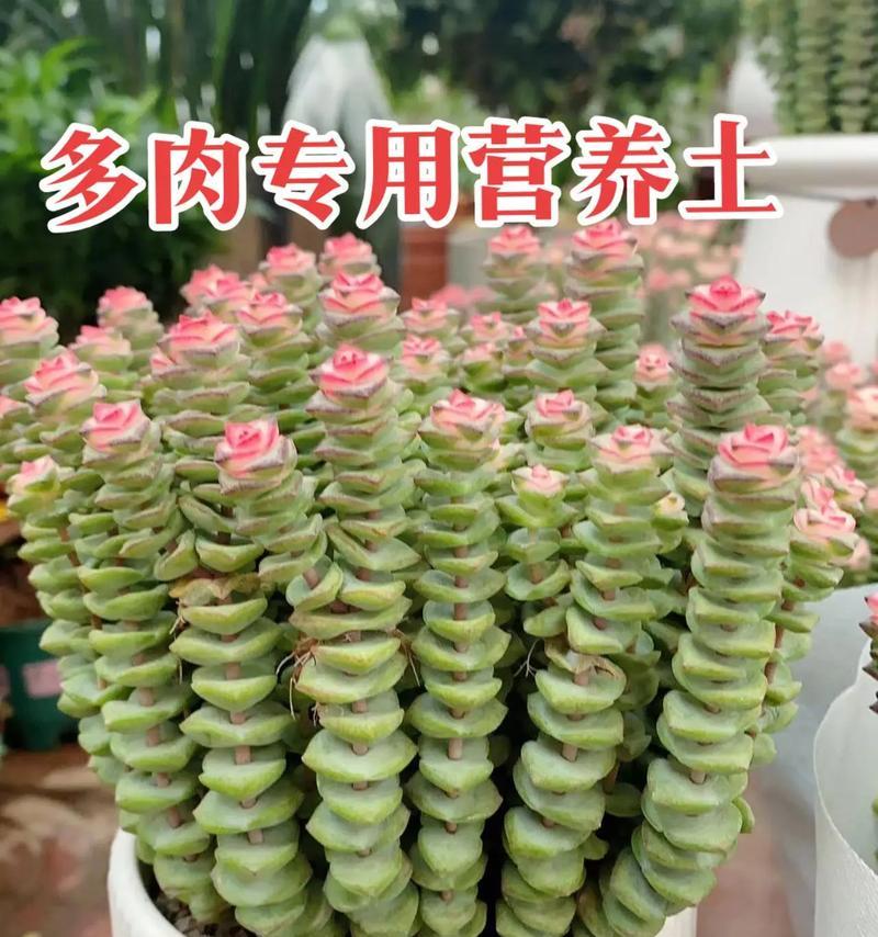 泥土白色玫瑰花养护技巧？如何保持其色泽？