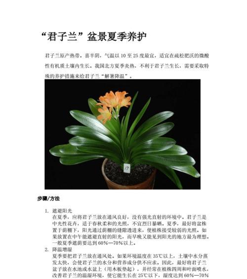 君子兰剪根后如何正确养护？