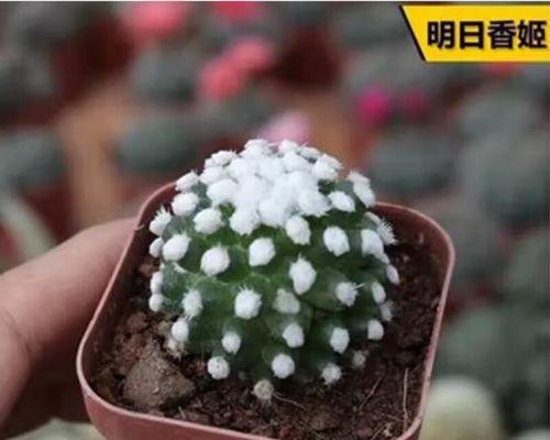 仙人球科植物的盆栽选择标准是什么？