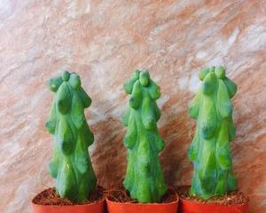 仙人球科植物的盆栽选择标准是什么？