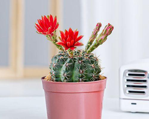 仙人球科植物的盆栽选择标准是什么？