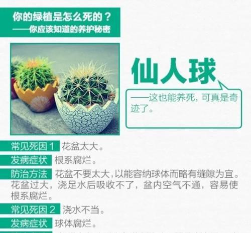 阿罗仙人球的养护方法是什么？有哪些注意事项？