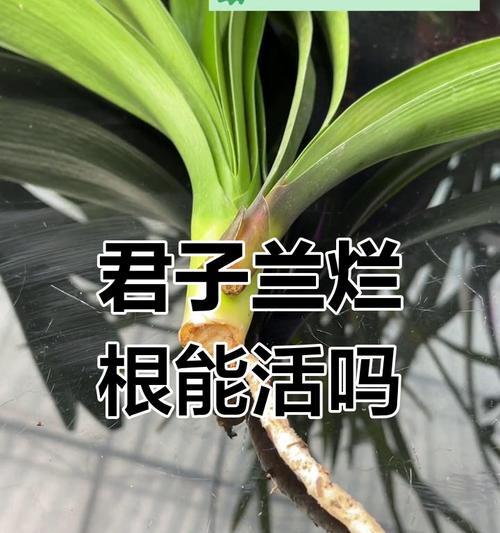 君子兰烂根后如何处理才能恢复开花？