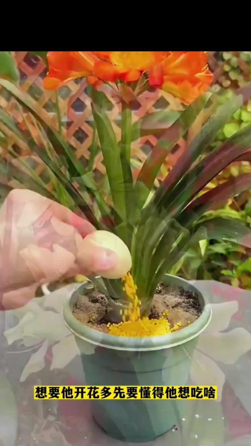 君子兰不开花时应该怎么办？