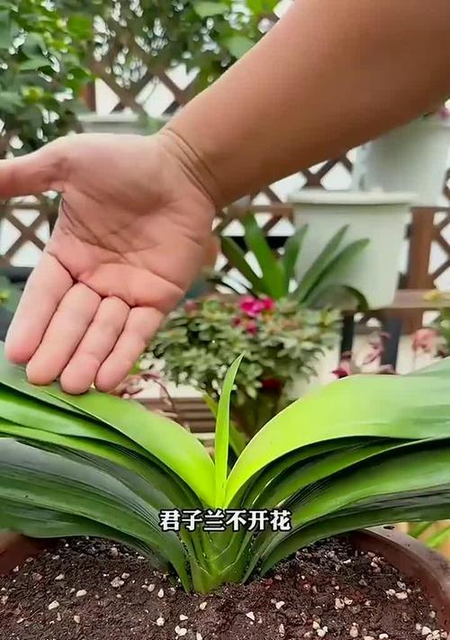君子兰不开花时应该怎么办？