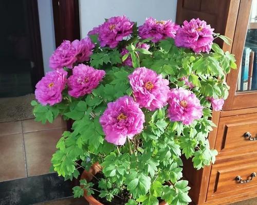 牡丹花结花苞需要多长时间？正确的养护方法是什么？