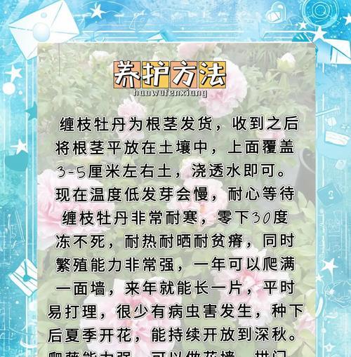 牡丹花结花苞需要多长时间？正确的养护方法是什么？