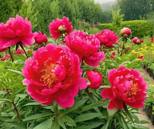 牡丹花结花苞需要多长时间？正确的养护方法是什么？