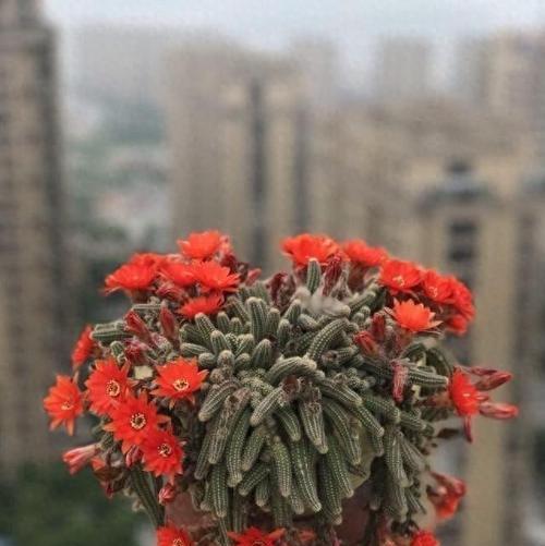 白檀仙人球的培养要点是什么？