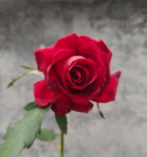 玫瑰花如何促进花苞的形成？