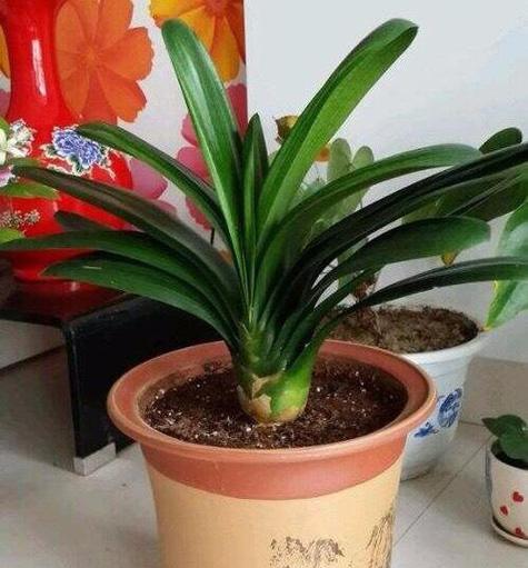 君子兰叶子受损时用什么替代？替代品对植物生长有何影响？