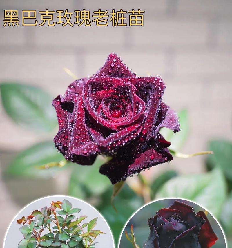 黑玫瑰红叶子的花名是什么？