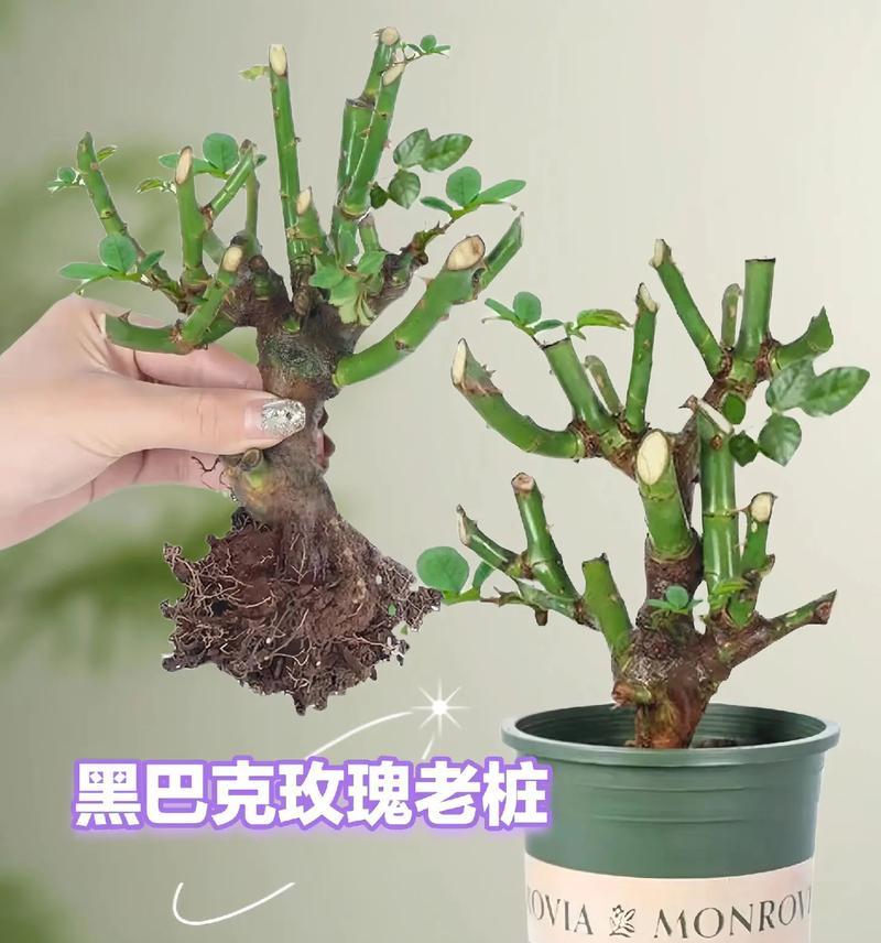 黑玫瑰红叶子的花名是什么？