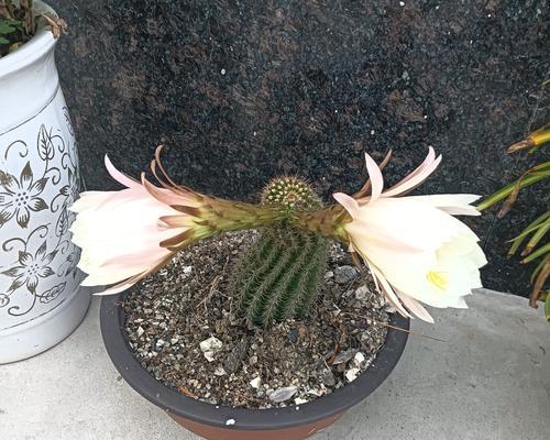 仙人掌种植时石子的作用是什么？