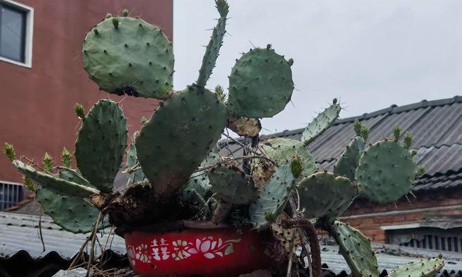 仙人掌团子盆栽养护难度如何？正确的养护方法是什么？