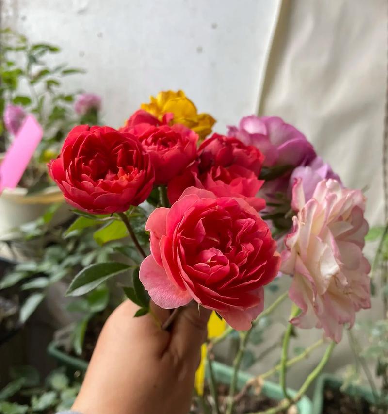 仙人球沙子土怎么种植？玫瑰花怎么修剪成型？