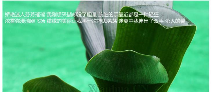 君子兰彼岸花的养护技巧是什么？如何有效管理？