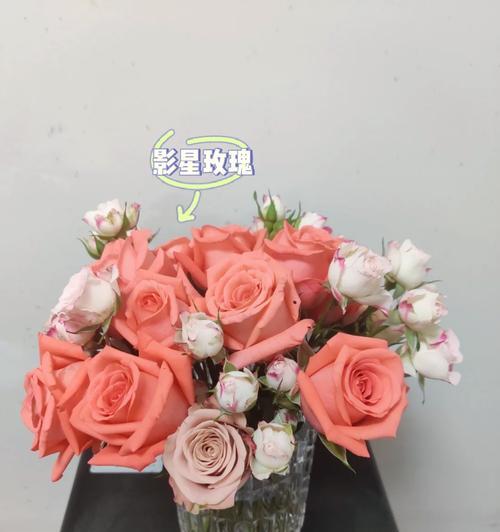 西瓜玫瑰花的养殖技巧有哪些？如何确保其健康成长？