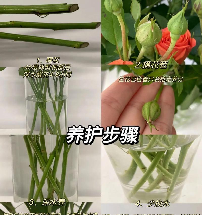 玫瑰花蔫了如何复活？