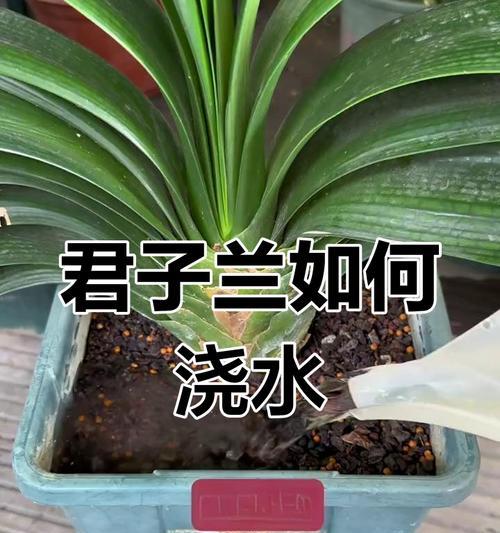 新长君子兰浇水施肥方法是什么？