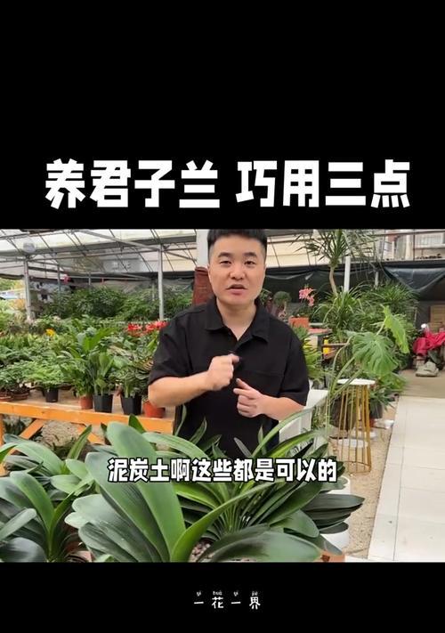 新长君子兰浇水施肥方法是什么？