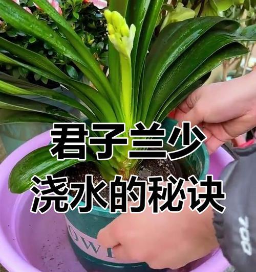新长君子兰浇水施肥方法是什么？