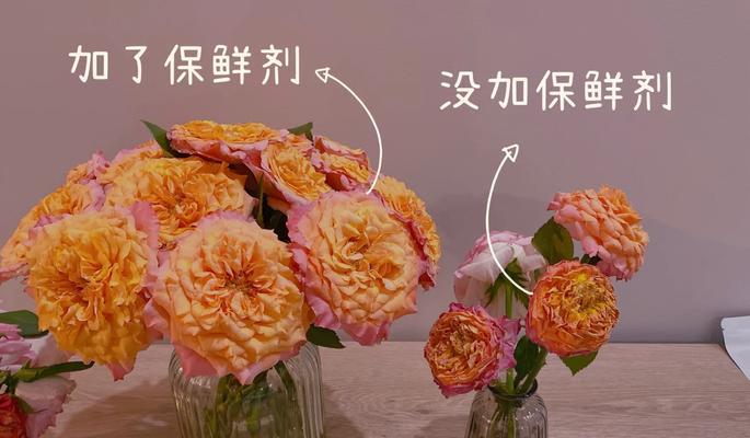玫瑰花放枝头的正确养护方法是什么？