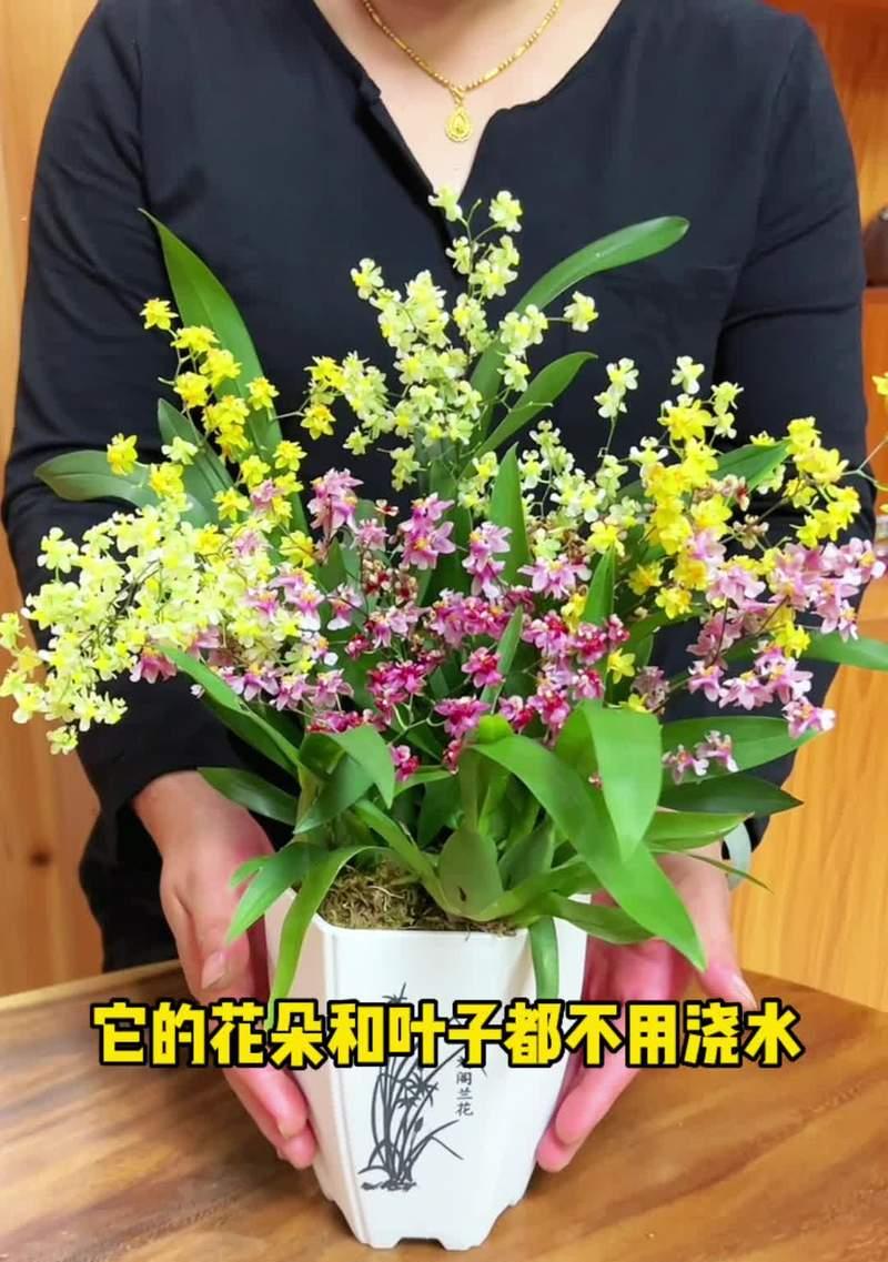 水培黄牡丹花的养护与管理方法是什么？