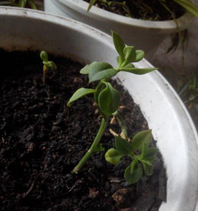 水培黄牡丹花的养护与管理方法是什么？