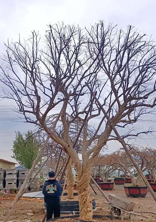 牡丹花石榴树桩的养护和管理技巧是什么？