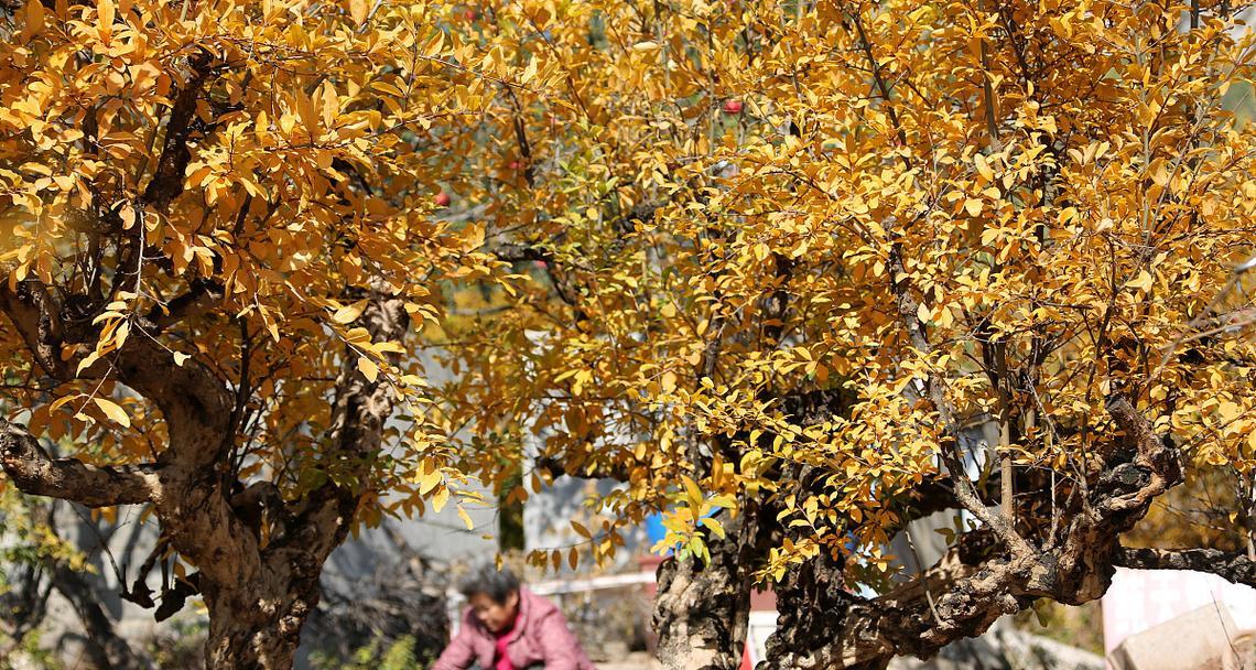牡丹花石榴树桩的养护和管理技巧是什么？