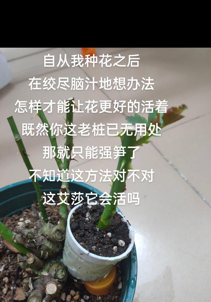 艾莎玫瑰花的种植与养护要点是什么？有哪些特别的注意事项？