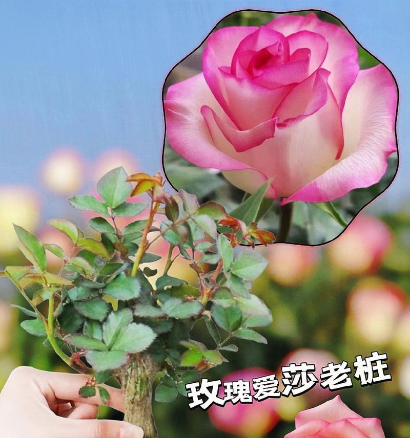 艾莎玫瑰花的种植与养护要点是什么？有哪些特别的注意事项？