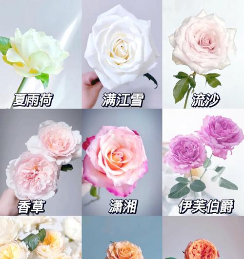 哪种玫瑰花品种最吸引人？