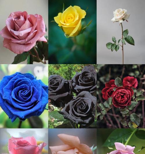 哪种玫瑰花品种最吸引人？