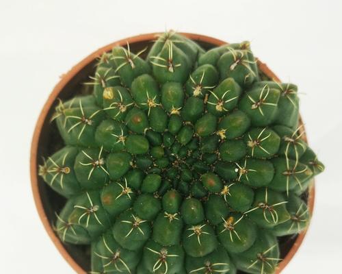 绯花玉仙人球的花色是什么？它开花时会呈现什么颜色？