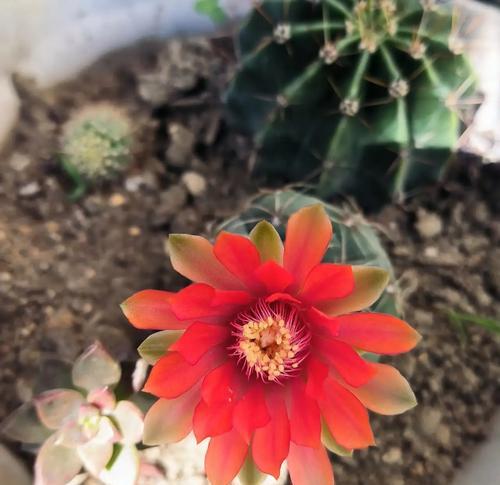 绯花玉仙人球的花色是什么？它开花时会呈现什么颜色？