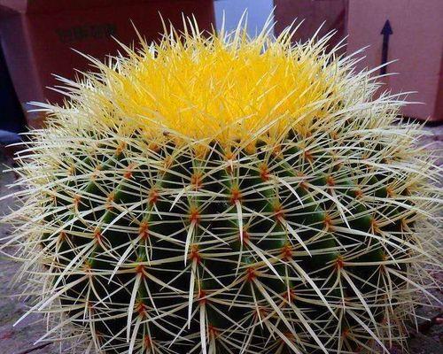 奥克拉仙人掌的种植步骤是什么？有哪些特别的注意事项？